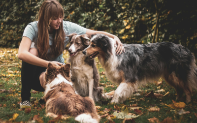 Emotional Support Animal Letter for Two Dogs: Everything You Need to Know