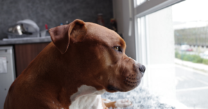 Can Pitbulls Be Service Dogs?