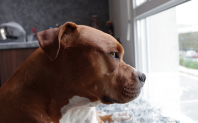 Can Pitbulls Be Service Dogs?