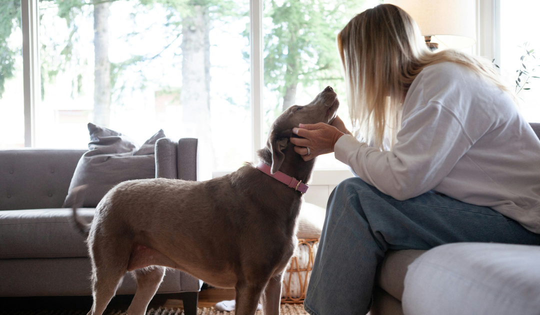How to Register Your Dog as an Emotional Support Animal