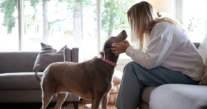 How to Register Your Dog as an Emotional Support Animal