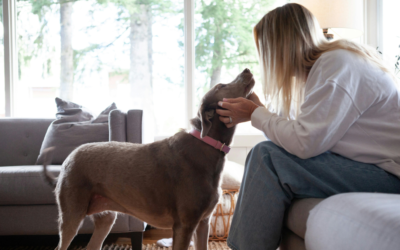 How to Register Your Dog as an Emotional Support Animal