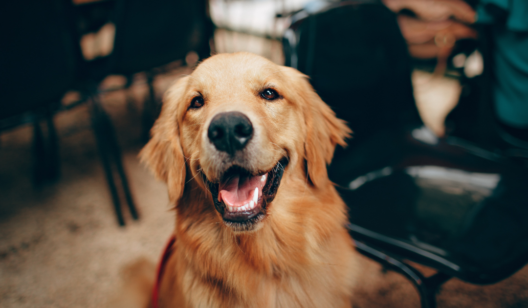 Registering Pets as Emotional Support Animals: What You Actually Need to Know