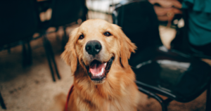 Registering Pets as Emotional Support Animals
