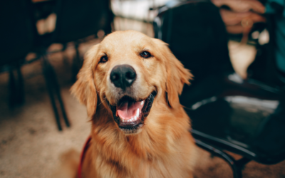 Registering Pets as Emotional Support Animals: What You Actually Need to Know
