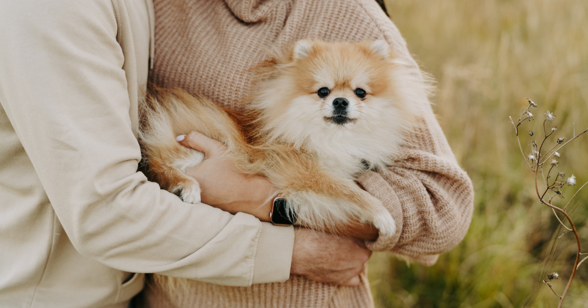 Service Dogs for Anxiety