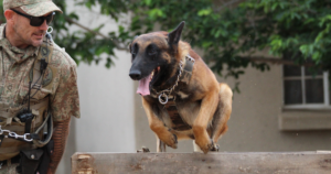 service-dog-for-bipolar-disorder/