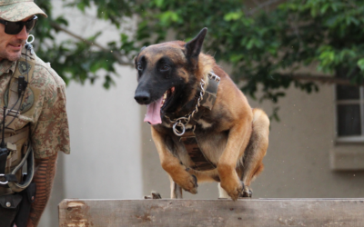 What Are Service Dogs for Bipolar Disorder?