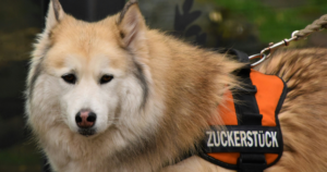Service Dog Vests