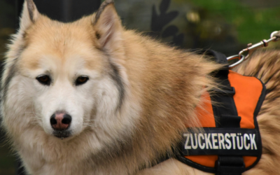 Service Dog Vests: Best Service Dog Vest, Harness, and Training Gear