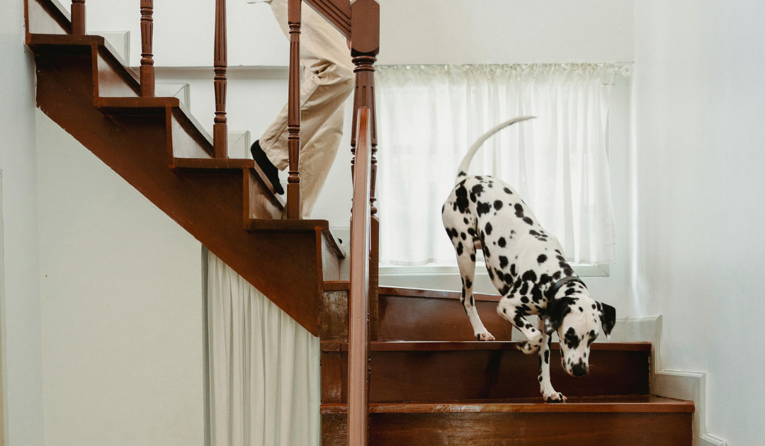 What Disabilities Qualify for an Emotional Support Animal?