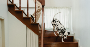 What Disabilities Qualify for an Emotional Support Animal?