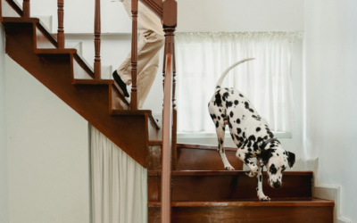 What Disabilities Qualify for an Emotional Support Animal?